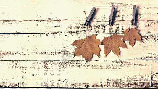 乡村秋天浅色叶子在木板上的秋幕背景平面顶视图复制空间枫图片
