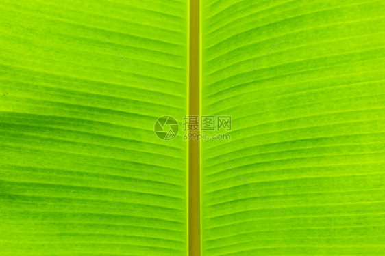 植物学细节生活绿香蕉叶热带棕榈树布料背景图片