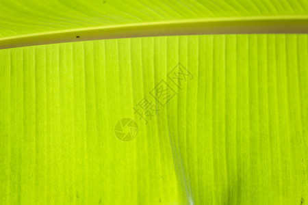 丛林自然叶子绿香蕉热带棕榈树布料背景图片