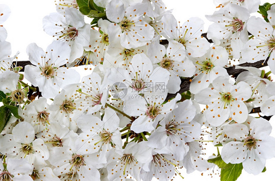 植物学开花的苹果枝春天复活节图片