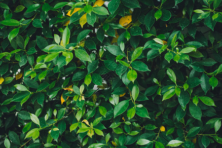 生态绿色叶含模糊背景概念柔软的生长图片