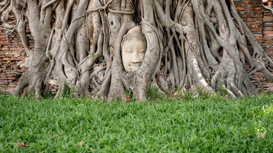 古老的佛头在泰国Ayutthaya的Mahathat寺庙树根文化著名的砂岩图片