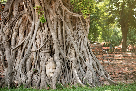 古老的佛头在泰国Ayutthaya的Mahathat寺庙树根玛哈泰惊人的冥想图片