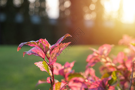 日出美丽清晨阳光下的雪花树叶背景夏天图片