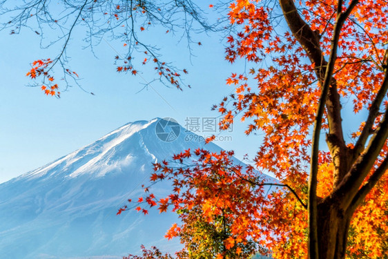 自然在日本川口子湖的富藤山上红叶多姿彩的秋季和青藤山清除丰富多彩的图片