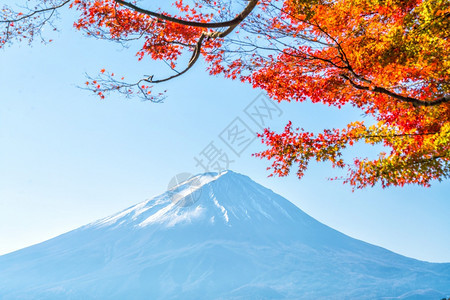 日本川口子湖边的富士山和红叶图片