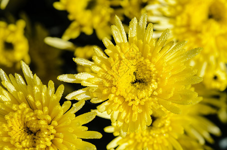 顶端视图关闭黄色的Chrysanthemmorifolium花朵上面装满晨露美丽充活力开花图片