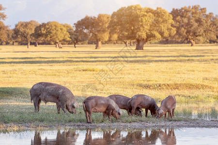 春天在农村放牧的伊比里亚猪食物西班牙哺乳动图片