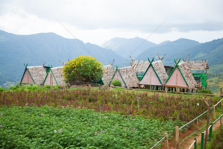 农耕区和山上居住的农业及宅在农耕附近种植谷稻田图片