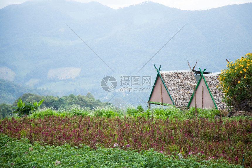 自然农耕区和山上居住的农业及宅在农耕附近种植村生长图片