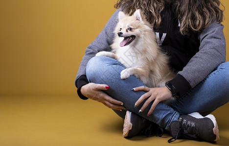 摆姿势兽医博美犬一个坐在地上的人身蛋美种狗图片