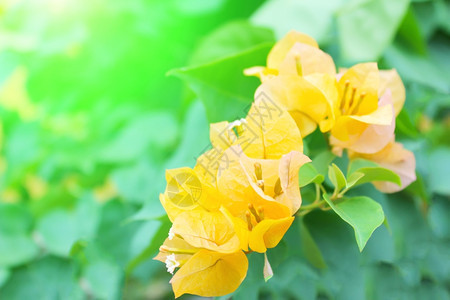 黄花的软焦点贴近夏天植物群草图片