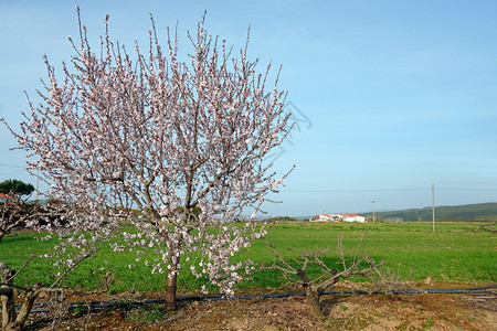 风景户外春天在葡萄牙农村的春月露出杏仁树开花图片