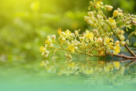 黄花的软焦点贴近植物群花朵美丽的图片
