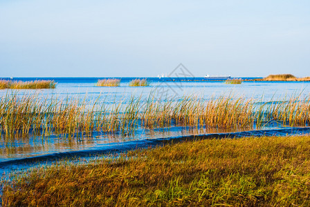 安详戏剧Reed野地和蓝湖风景的Reed养殖面积扩大的海湾岸景观图片