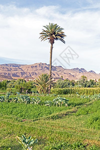 摩洛哥沙漠中的绿洲植物群棕榈中图集图片