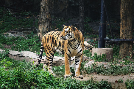 丛林肖像孟加拉虎站在草地上看河打猎图片