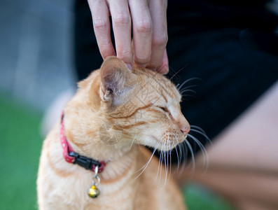 女人手抓一只橙猫刮咪爪子图片