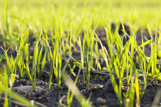绿色草小麦或其他谷物开始生长和发展的青绿小麦或其它谷类草原大麦明亮的发光图片