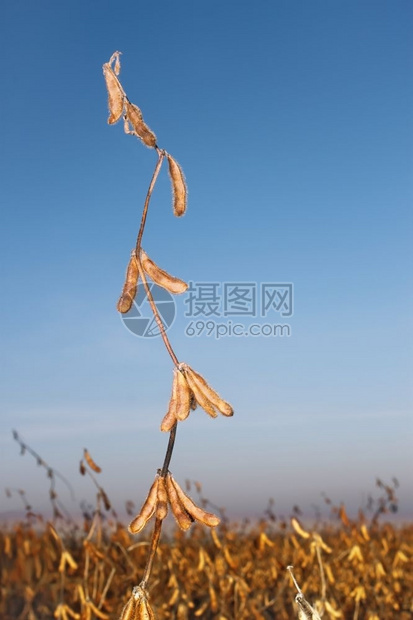 收成有机的蓝天背景下有成熟豆子的黄和青蓝天空背景的黄豆植物生长图片