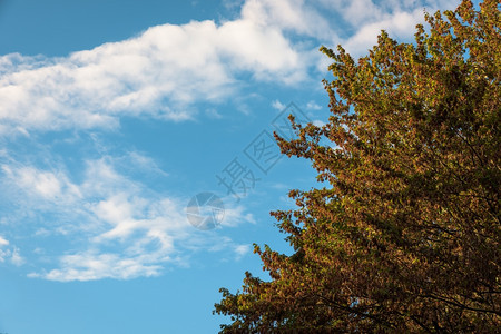 生长MilanItaly蓝天背景的秋叶丰富多彩公园图片