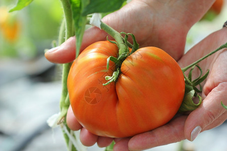 饮食种类大牛肉番茄在农民手中大牛肉番茄在农民手中厨房图片