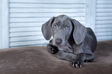 纯种很漂亮的狗蓝色维马拉纳品种小狗奢华丽的肖像图片