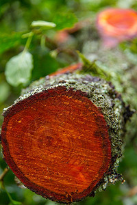 圆圈坎布里亚郡树桩最近在联合王国Keswick森林中锯树干柳橙横条图片
