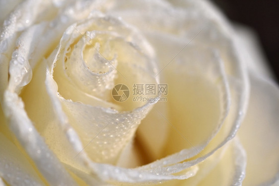白玫瑰美丽的花朵和用水滴射出的巨集感情花植物图片