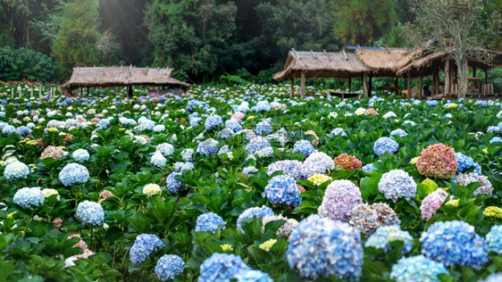 公园里美丽的绣球花图片