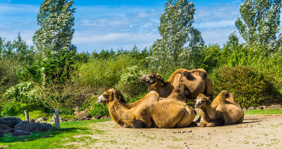 夏天干燥一群骆驼他们有双直觉坐在一起只站着景观图片