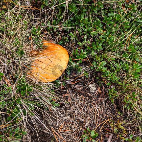 秋草中戴黄帽子的布利塔斯人毛蘑菇在布利塔斯河草中生长季节牛肝菌植物图片