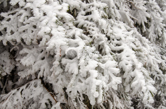 森林上被雪覆盖的落叶图片