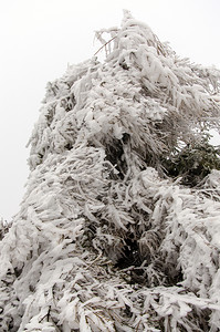 森林上被雪覆盖的落叶图片