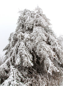 森林上被雪覆盖的落叶背景图片