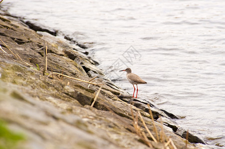 红腿站在湖岸的岩石上望着大吃一顿饭土鲁尔钓鱼动物图片