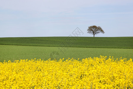 开花农村丹麦风景与一棵孤独的树菜子图片