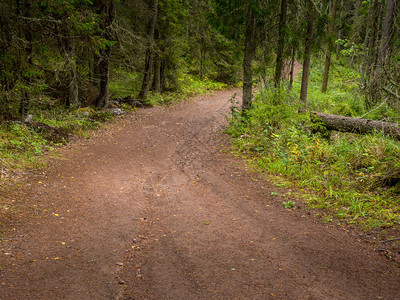 树通过秋林的森道路通过横穿森林的长途小路背部充满活力图片