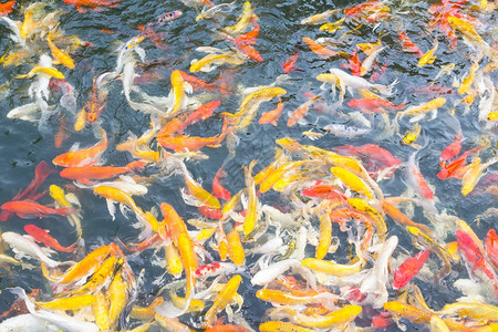 野生动物多样科伊鱼在池塘上积极游泳金的图片