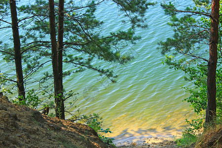 环境池塘森林湖面的绿水和沙岸景观美丽的森林湖松树中的翡翠水美妙自然景观野生水景森林湖面的绿水和沙岸放松图片