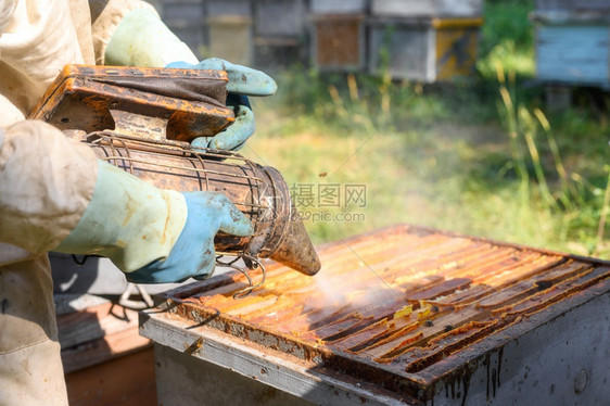 在职的业养蜂场人正在与场的蜜和箱合作高质量图像的特写视养蜂场的人正在场的蜜和箱特写视图六边形图片