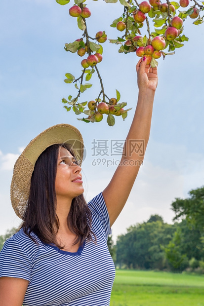 庄稼从苹果树上摘红的哥伦比亚妇女肖像园艺图片
