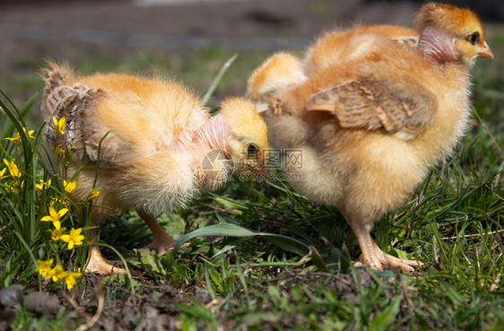 鸟草地上的黄鸡农场自然背景特写草地上的一只漂亮小鸡设计理念草地上的黄鸡特写色的季节图片