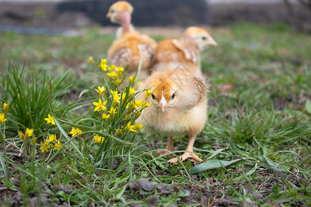 草地上的黄鸡农场自然背景特写草地上的一只漂亮小鸡设计理念草地上的黄鸡特写蓬松的羽毛户外背景