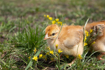 母鸡草地上的黄农场自然背景特写草地上的一只漂亮小鸡设计理念草地上的黄鸡特写家禽春天图片