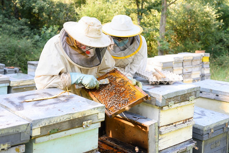 在职的养蜂业农场的人正在与场的蜜和箱合作高质量图像养蜂场的人正在场的蜜和箱图片