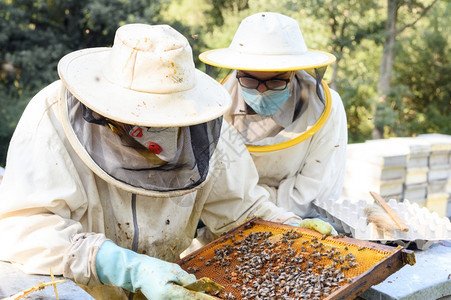 农业工作人们养蜂场的人正在与场的蜜和箱合作高质量图像养蜂场的人正在场的蜜和箱图片