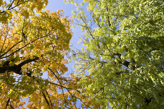 秋季生长在一起的枯树不同颜色木上的叶子是黄色橙和绿依树种而定秋季节生长在一起的成熟树种黄橙色和绿依树种而定十月物蓝色的图片