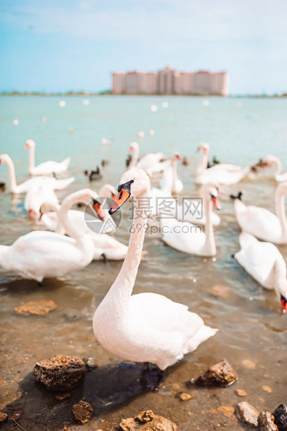 公园场景美丽的白天鹅在湖边美丽的白天鹅和鸭子在湖边野生动物图片