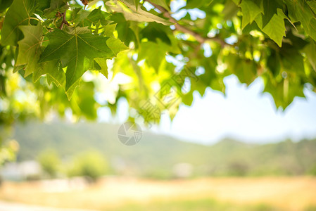 阳光明媚的日子里树叶和枫果实的绿色背景阳光明媚的夏日树叶和枫果实的绿色背景墙纸抽象的花图片